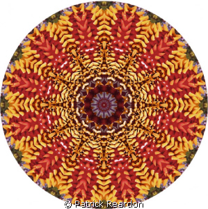 Kaleidoscopic image from a macro shot of a box star. by Patrick Reardon 